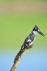 Kingfisher (Ceryle rudis)