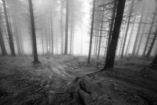 Fototapeta Foggy forest