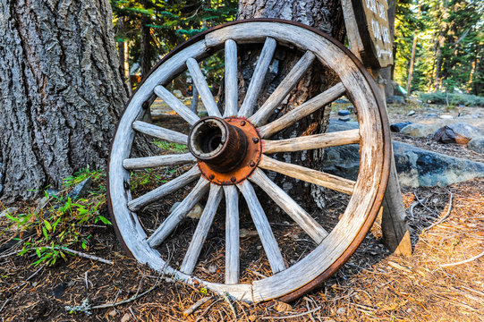 Wagon wheel leans against pine tree