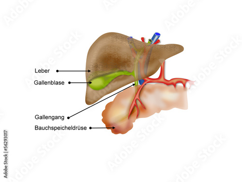Wo Liegt Die Galle Und Leber de.fotolia.com