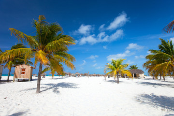Fototapeta premium Palm trees at beach