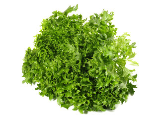 Fototapeta premium Eskariol - Salat