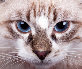 Fototapeta premium young blue-eyed cat