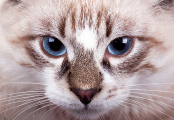 young blue-eyed cat