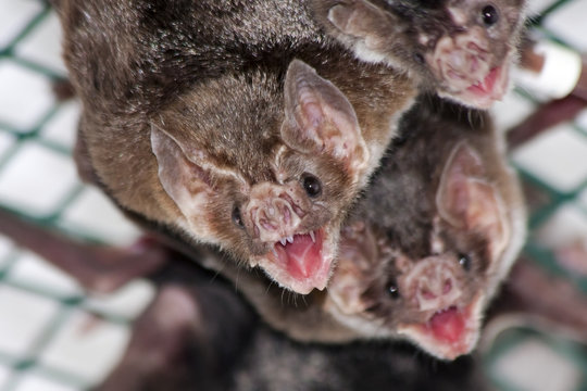 Common vampire bat (Desmodus rotundus) in a zoo