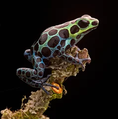Foto auf Acrylglas Frosch Pfeilgiftfrosch Peru Regenwald