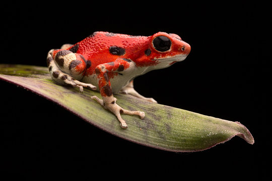 Red Strawberry Poison Dart Frog