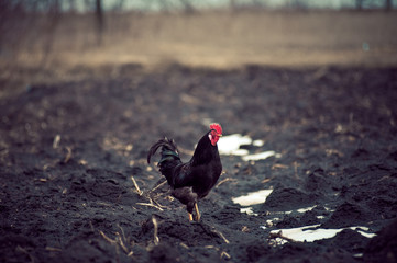 Черный петух