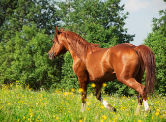 running chestnut horse in the meadow