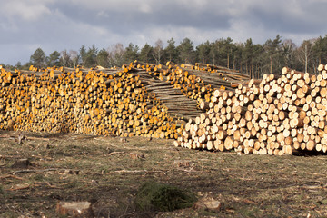 Deforestation