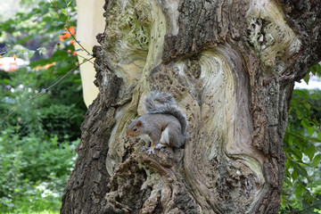 Obraz premium Squirrel