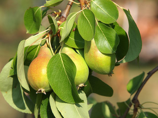 pear tree