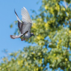 Fly Away