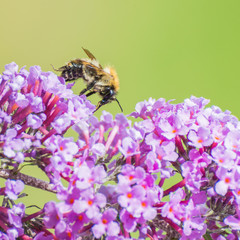 Nectar Collector