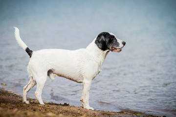 Mischlingshund am Wasser