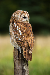 Tawny Owl