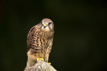 Kestrel