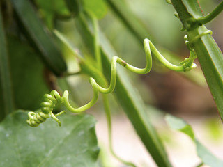 Herb vine