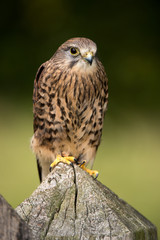 Kestrel
