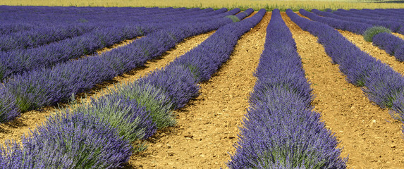 Plakat Plateau de Valensole (Provence), lavender