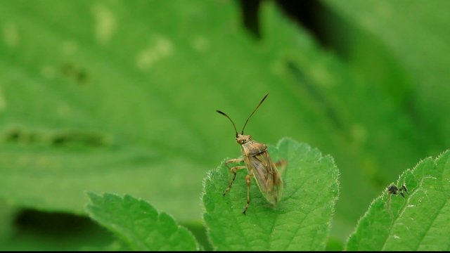 stinkbug on green leaf