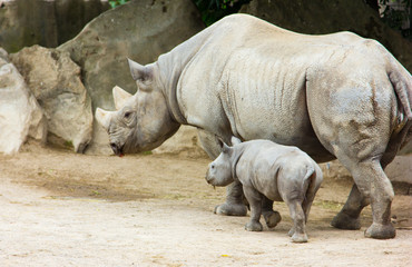 Fototapeta premium rhino rhinoceros animal baby zoo