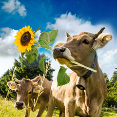 Alles Liebe zum Geburtstag / Kuh mit Sonnenblume