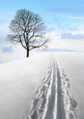 Nordic ski track and tree