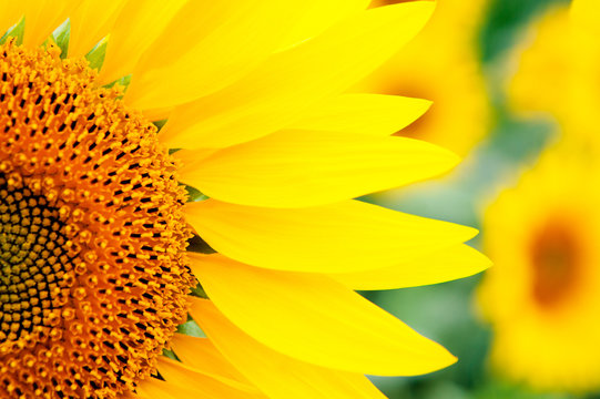 Image of beautiful sunflowers