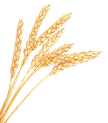 ripe wheat