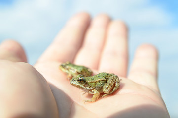 Obraz premium frog