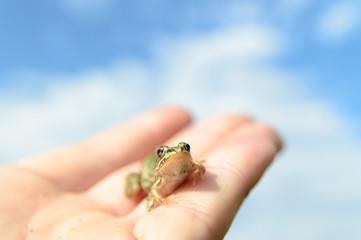 frog