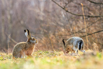 rabbit
