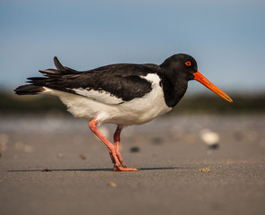 Oystercatcher