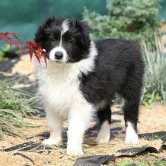 Nice border collie puppy in the garden