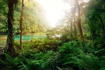  Mysterieuze Maya-jungle in het nationale park Semuc Champey Guate © soft_light