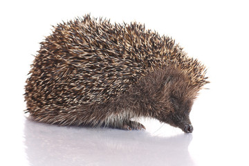 hedgehog