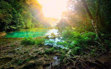 Sunny morning in the mountainous jungle of the national park Sem