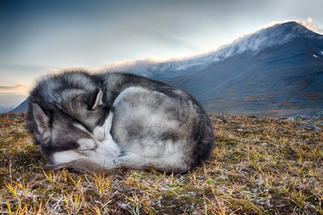 sleeping Siberian Husky in the mountains