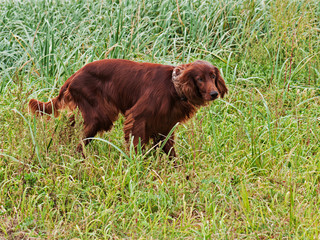 Hunting irish setter standing in the grass.