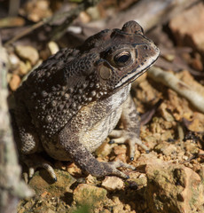 Toad Bufo Melanostictus