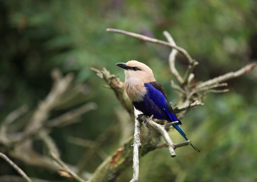 rollier bleu perch&eacute;