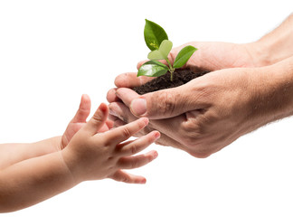hands of a child taking a plant from the hands of a man