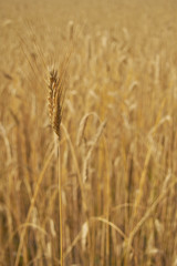 Ähre am Weizen vor Weizenfeld