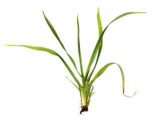 green herb isolated on white