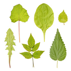 Set of leaves of different medicinal plants
