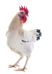 young sussex rooster - obrazy, fototapety, plakaty