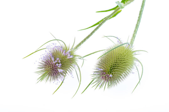 (Dipsacus silvestris) Wilde Karde - 2 Bl&uuml;ten liegend auf wei&szlig;