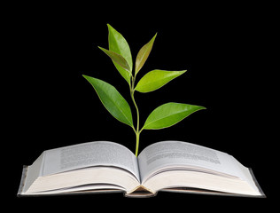 Sapling growing from book
