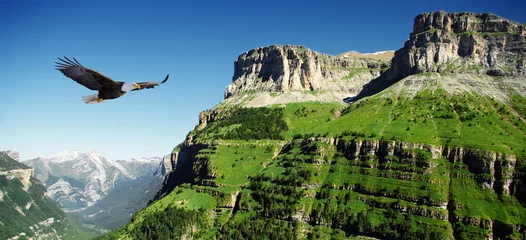 Fotobehang adelaar in Ordessa Valley panoramisch © Joolyann